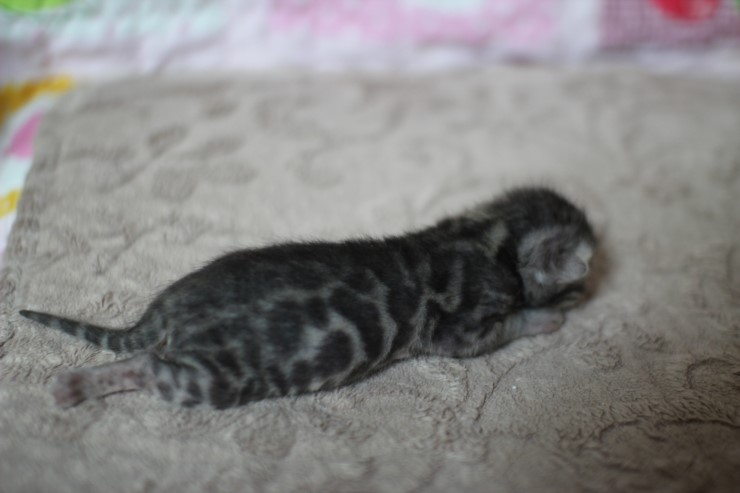 실버뱅갈고양이 꼬물이들 탄생 샤샤샷 관련 이미지 13