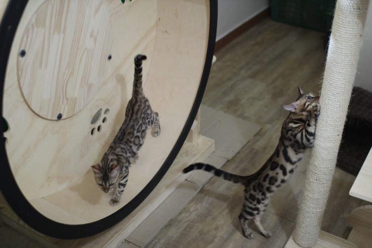 뱅갈고양이/벵갈고양이 아이들의 일상^^ 관련 이미지 1