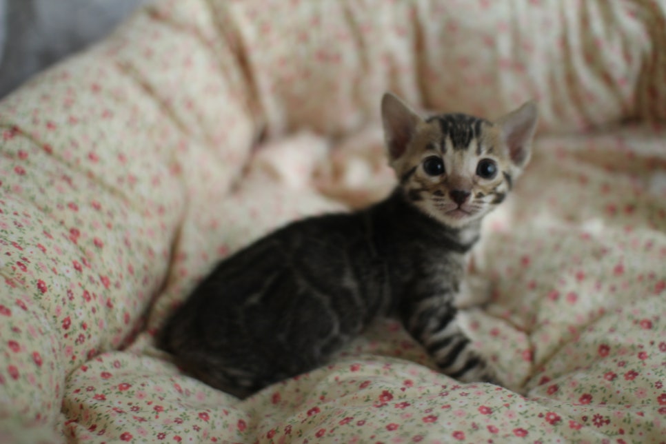 브라운,스노우뱅갈고양이 꼬맹이들 분양합니다~ 관련 이미지 2