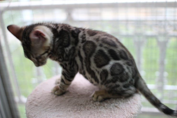 뱅갈고양이 남아 동글이 분양 합니다~ 관련 이미지 6