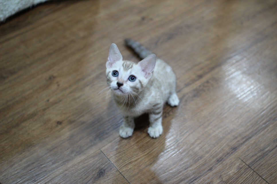 실밍크뱅갈고양이 여아 분양해요~ 관련 이미지 2