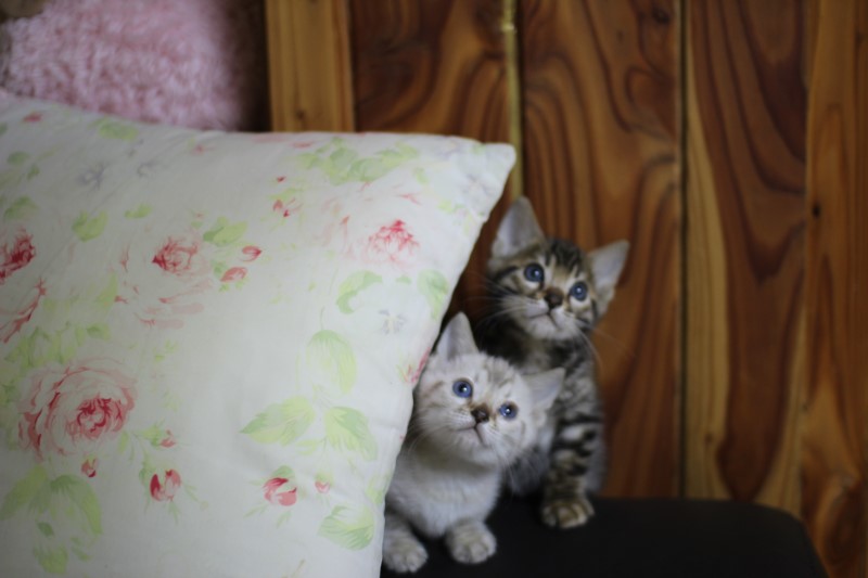 귀요미 뱅갈고양이 꼬꼬마들~ 관련 이미지 3