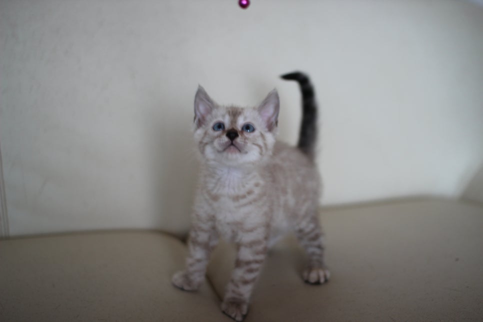 스노우 뱅갈고양이 남아에요~ 관련 이미지 1