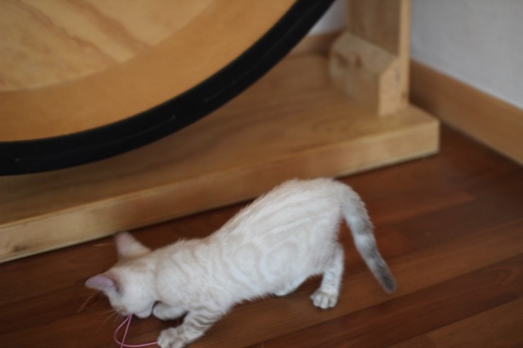 스노우뱅갈고양이 꼬맹이 깡패~ 관련 이미지 15