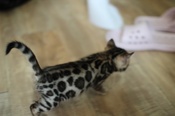 뱅갈고양이 꼬맹이 바깥 나들이~ 관련 이미지 2