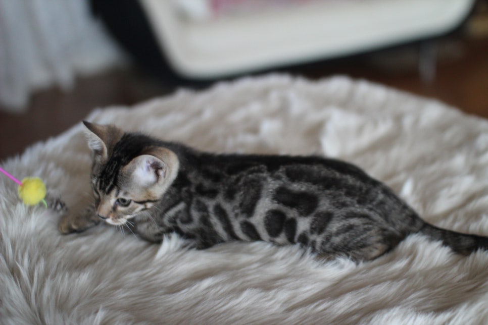 뱅갈고양이분양 멋진 빅로젯 아이들~ 관련 이미지 35