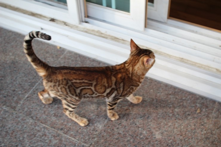 뱅갈고양이 키나와 스텔라 입니다~ 관련 이미지 6