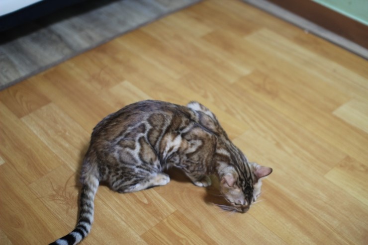 뱅갈고양이 울피와 카이예요~ 관련 이미지 6