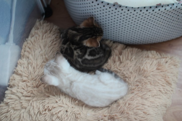 뱅갈고양이 꼬맹이들~ 관련 이미지 4