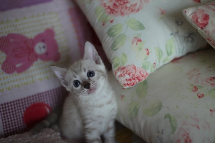 스노우뱅갈고양이 앙증,깜찍 귀요미에요 ㅎㅎ 관련 이미지 3