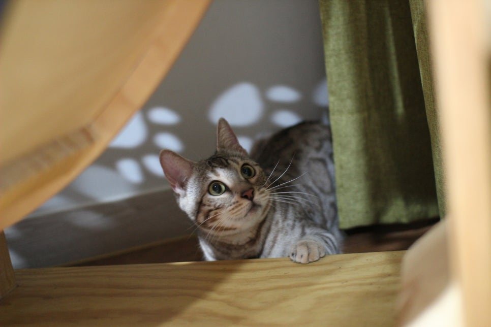 실버뱅갈고양이 성묘여아 완전 개냥이 분양해요^^ 관련 이미지 3