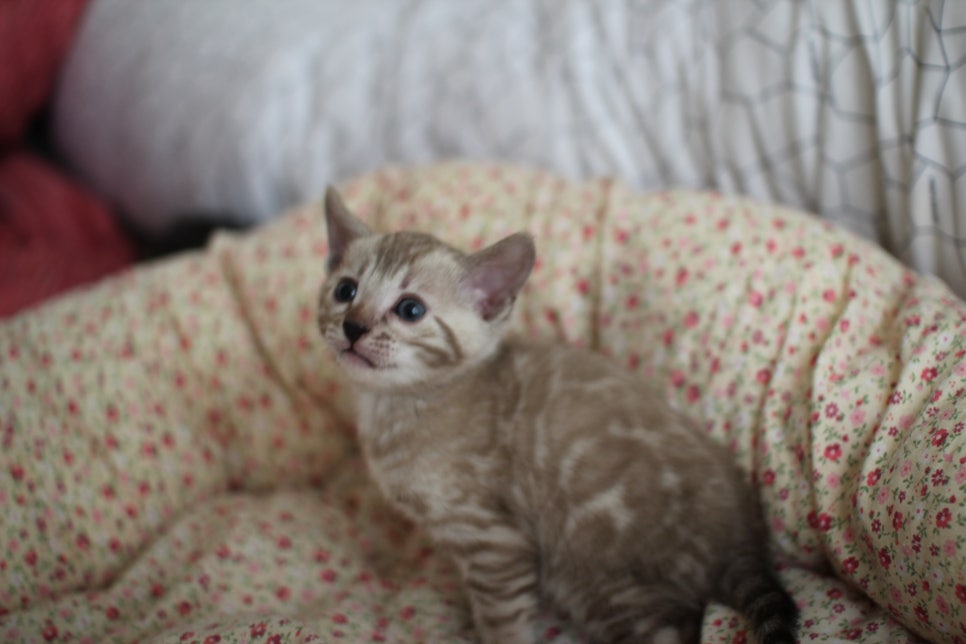 실밍크 뱅갈고양이 여아 분양 합니다~ 관련 이미지 4