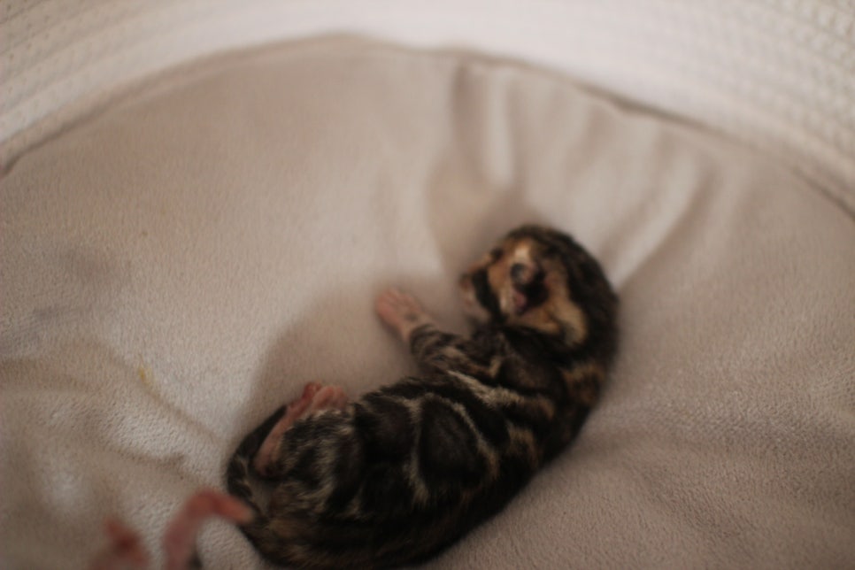 amazing bengal boy 관련 이미지 1