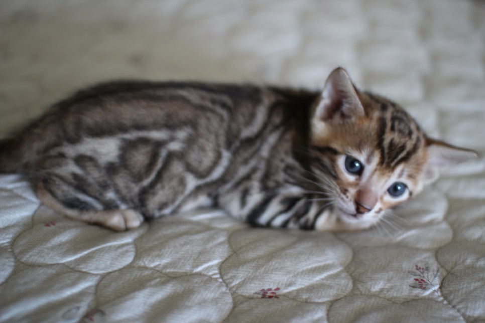 순둥이 뱅갈고양이 남아 분양해요~ 관련 이미지 4
