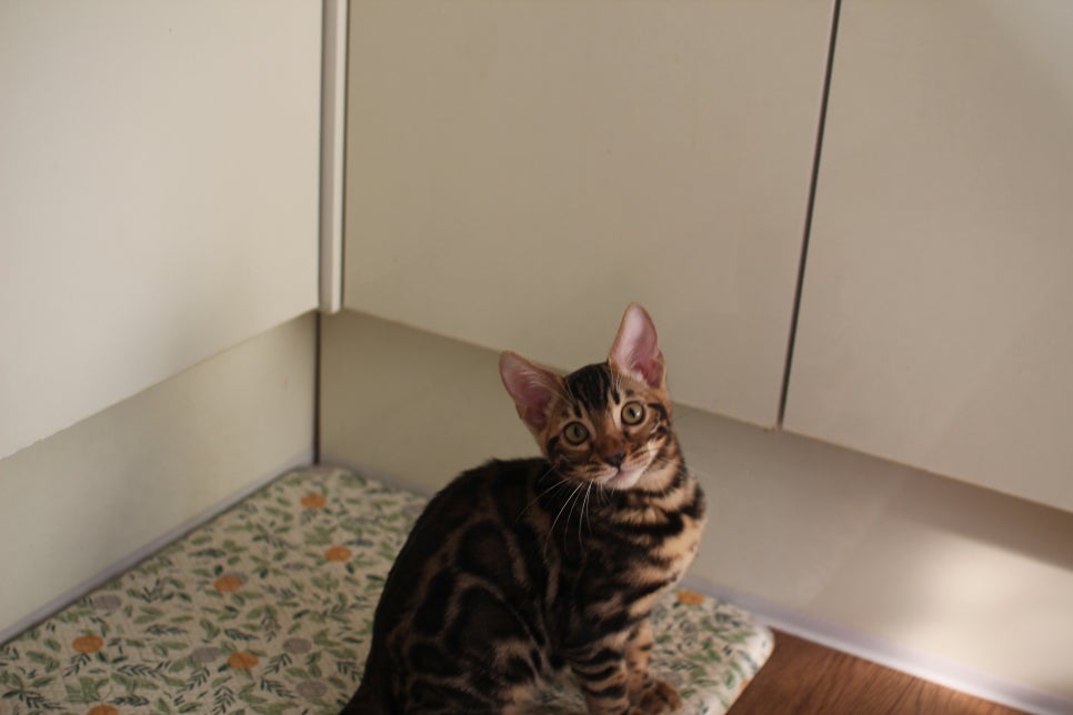 브라운 뱅갈고양이 분양중인 아이들 오늘 모습 입니다~ 관련 이미지 7