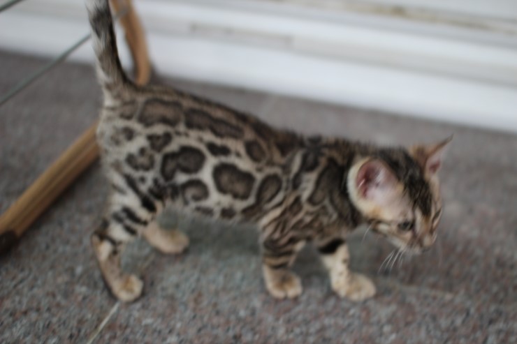 뱅갈고양이 남아 동글이 분양 합니다~ 관련 이미지 8