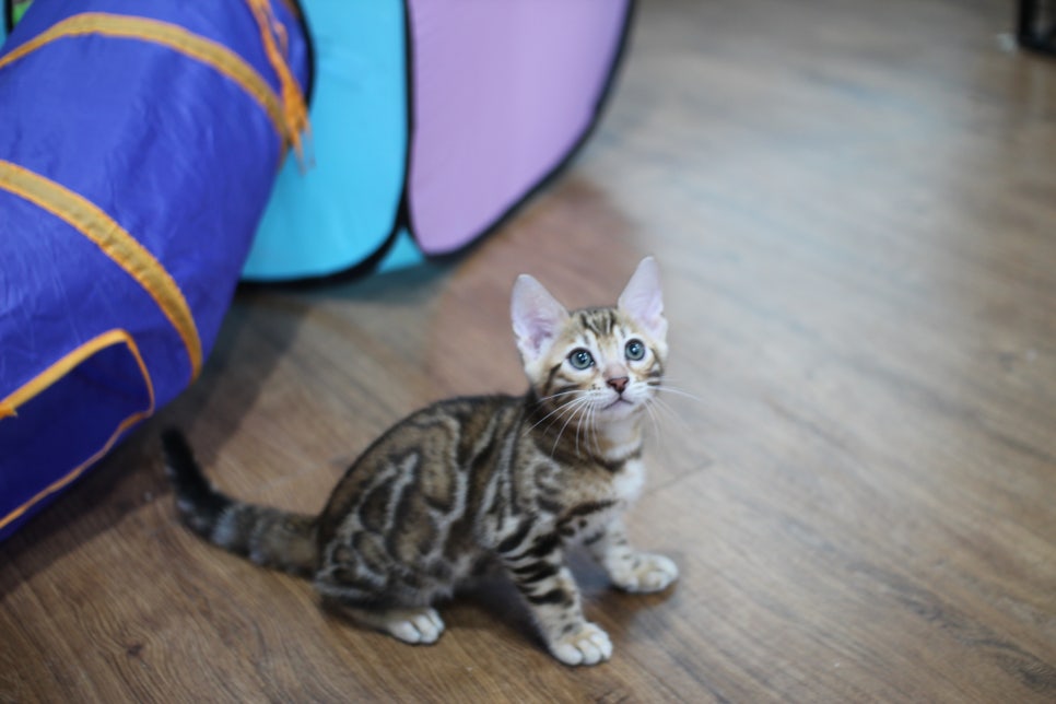 빅로젯이 멋진 순둥이 뱅갈고양이 남아 분양해요~ 관련 이미지 1