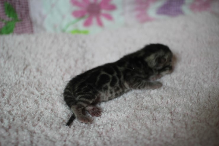 클라우드 로젯 실버뱅갈고양이 꼬물이 여아예요 관련 이미지 10