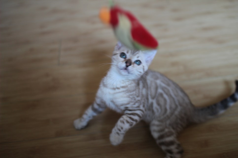 실밍크 뱅갈고양이 키퍼여아 애교가 끝내줘요~ 관련 이미지 4