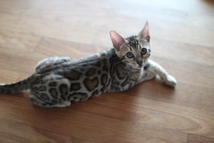 뱅갈고양이 꼬맹이들~~ 관련 이미지 2