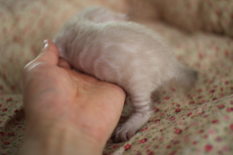 빅로젯이 이쁜 스노우뱅갈고양이 남아예요~ 관련 이미지 3