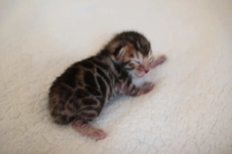 실버,브라운 뱅갈고양이 꼬물이들 사진 입니다 관련 이미지 21