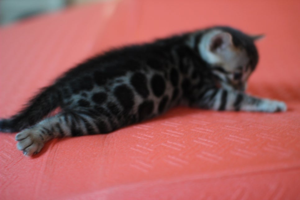 뱅갈고양이 꼬맹이들 나왔어요~ 관련 이미지 3