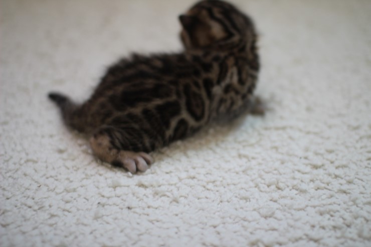 브라운 뱅갈고양이 여아예요~ 관련 이미지 2