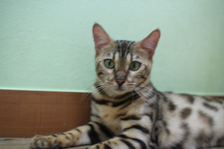 뱅갈고양이 귀염둥이들^^ 관련 이미지 3