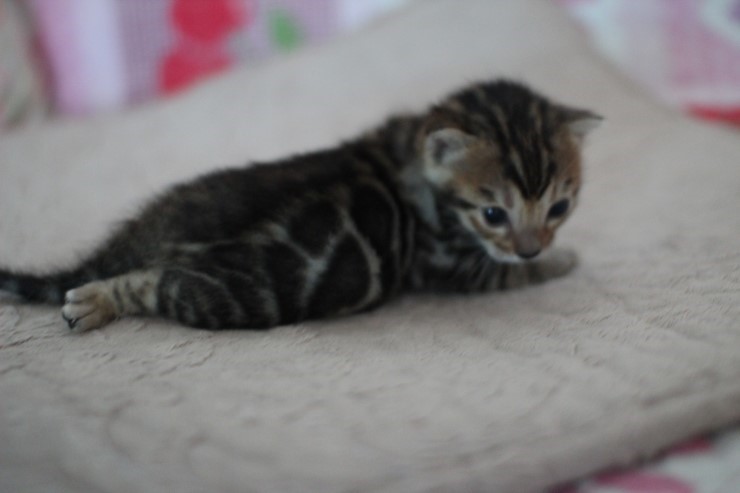 뱅갈고양이 꼬맹이들 모습은 보고 또봐도 사랑 입니다^^ 관련 이미지 2