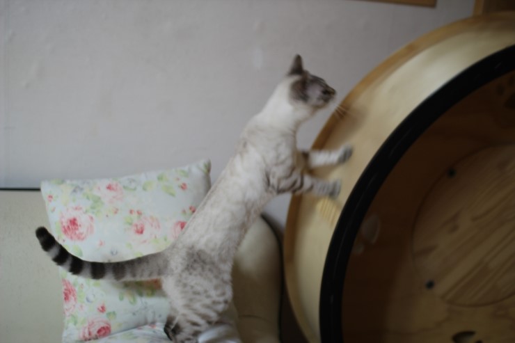 실링스 스노우뱅갈고양이 꼴통들 입니다 ㅎㅎ 관련 이미지 4