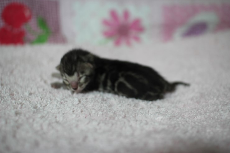 클라우드 로젯 실버뱅갈고양이 꼬물이 여아예요 관련 이미지 1