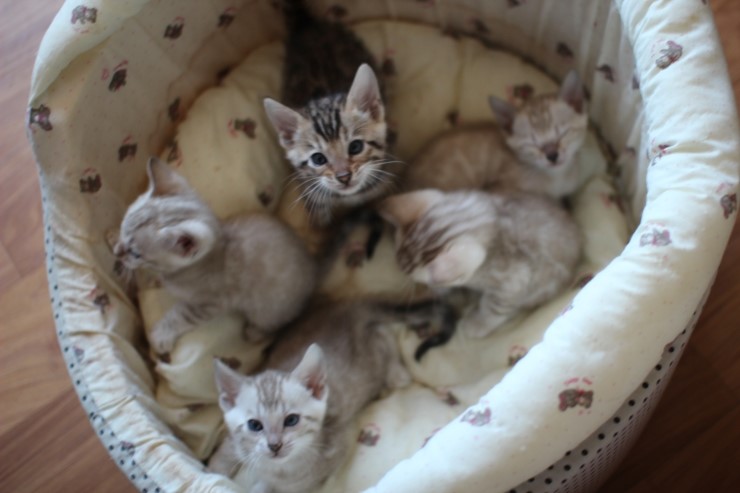 뱅갈고양이 꼬맹이들 단체샷~~ 관련 이미지 1