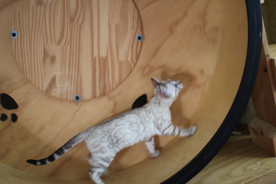 분양중인 스노우뱅갈고양이 남매예요~ 관련 이미지 23