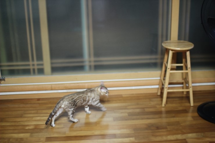 실밍크 뱅갈고양이 킹이예요~~ 관련 이미지 13