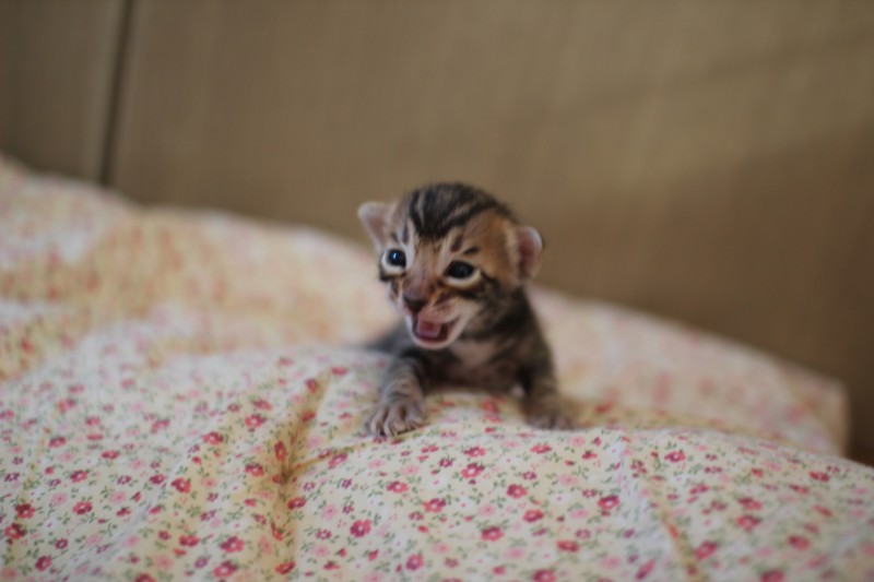 브라운 뱅갈고양이 남아 분양해요~ 관련 이미지 4