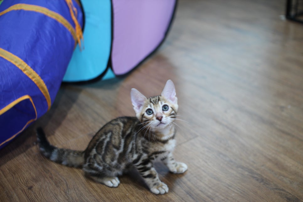 빅로젯이 멋진 순둥이 뱅갈고양이 남아 분양해요~ 관련 이미지 3