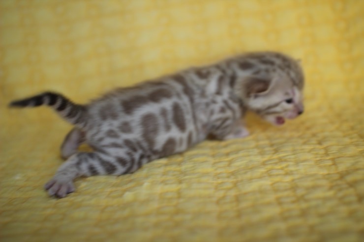 실밍크 스노우뱅갈고양이 분양 천사냥이 4남매 관련 이미지 20