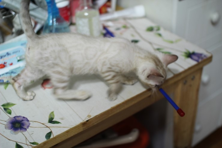 스노우 링스 키퍼 공주님~ 관련 이미지 5