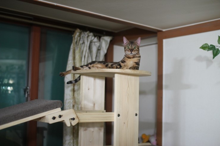 뱅갈고양이,뱅갈고양이 분양,멋지게 성장중인 숙자^^ 관련 이미지 3