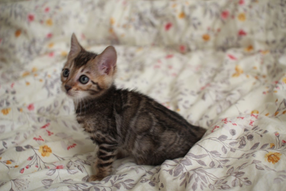 뱅갈고양이 개냥이를 찾으세요? 관련 이미지 11