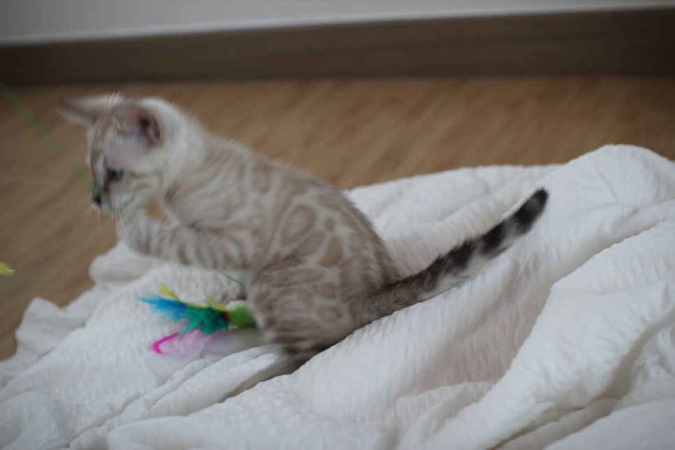 빅로젯 실밍크 뱅갈고양이 남아예요 관련 이미지 14