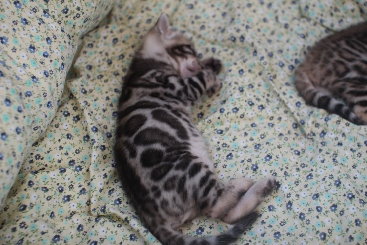 뱅갈고양이 꼬맹이들 모습은 보고 또봐도 사랑 입니다^^ 관련 이미지 4