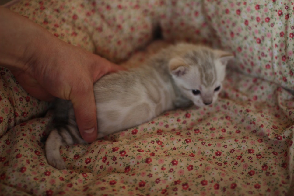 스노우뱅갈고양이 꼬맹이들은 사랑이죠! 관련 이미지 3