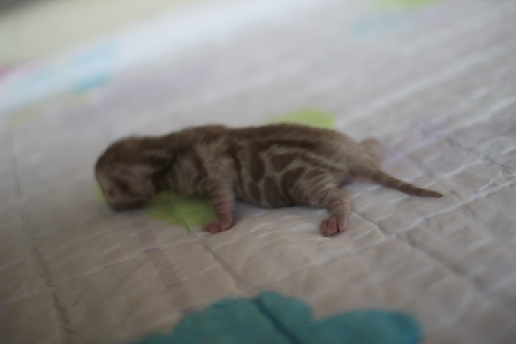 실밍크 뱅갈고양이 꼬맹이 남아 입니다~ 관련 이미지 2
