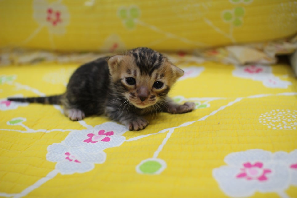 꽉찬 빅로젯이 멋진 브라운 뱅갈고양이 여아예요~ 관련 이미지 1