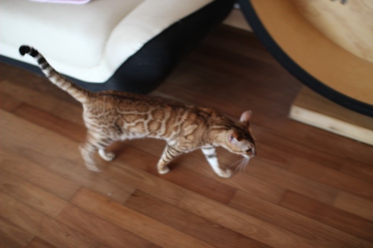 뱅갈고양이 종묘 카이예요~ 관련 이미지 1