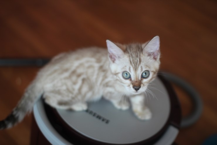 실밍크 뱅갈고양이 남아예요~ 관련 이미지 1