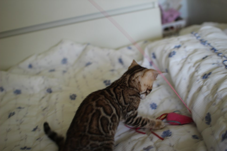 브라운 뱅갈고양이 자매 분양합니다~ 관련 이미지 18