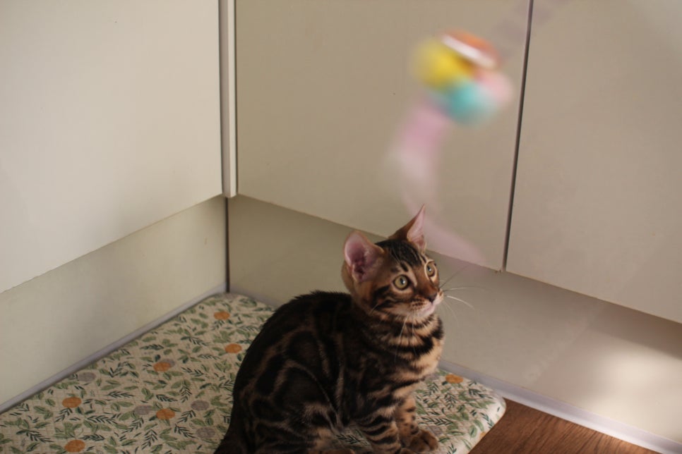 브라운 뱅갈고양이 분양중인 아이들 오늘 모습 입니다~ 관련 이미지 6